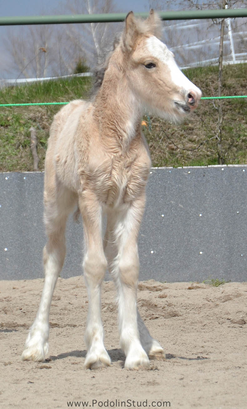 Gypsy Cob Foals